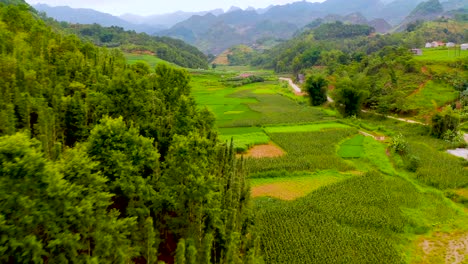 lush green rice fields nestled in a valley of northern vietnam's ma pi leng pass