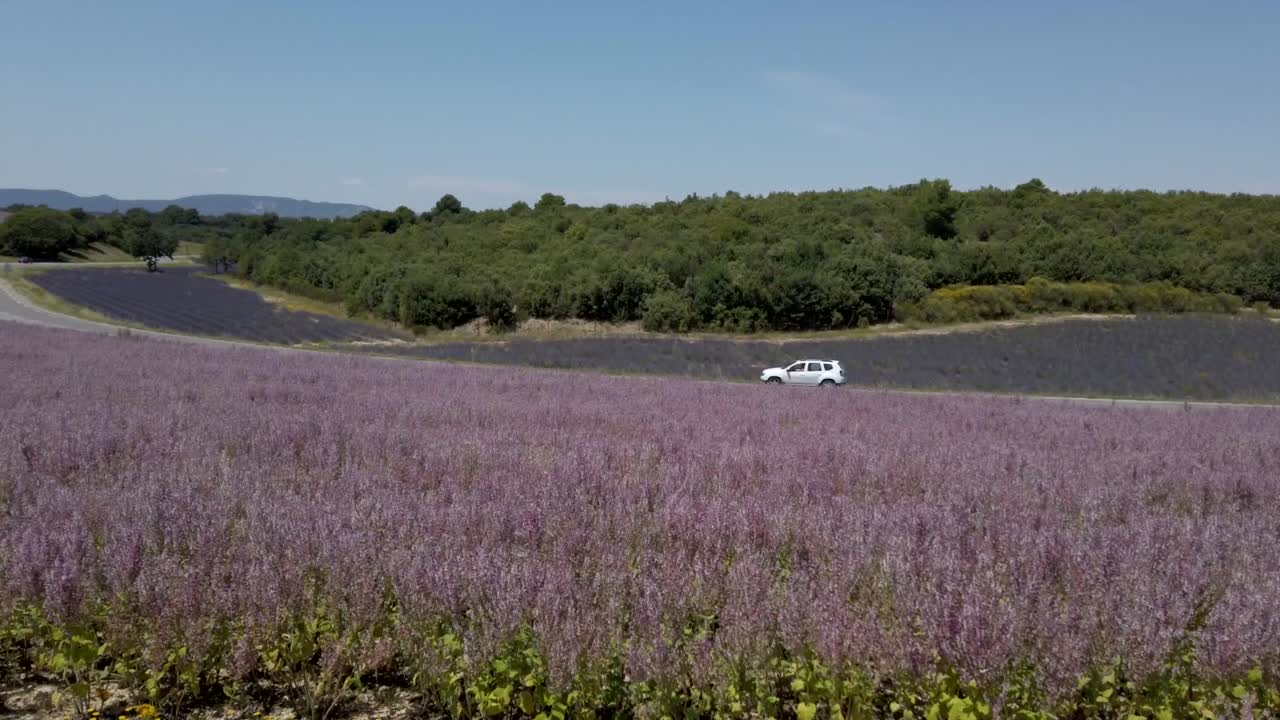 화창한 날 아름다운 라벤더 밭에 인접한 고속도로에서 고속으로 달리는 자동차