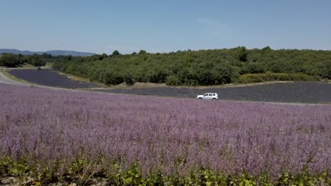 Car-running-at-high-speed-on-highway,-adjacent-to-beautiful-lavender-fields-on-bright-sunny-day