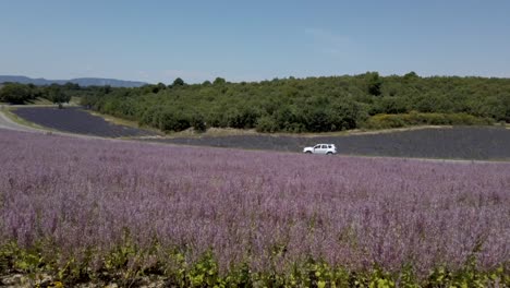car running at high speed on highway, adjacent to beautiful lavender fields on bright sunny day