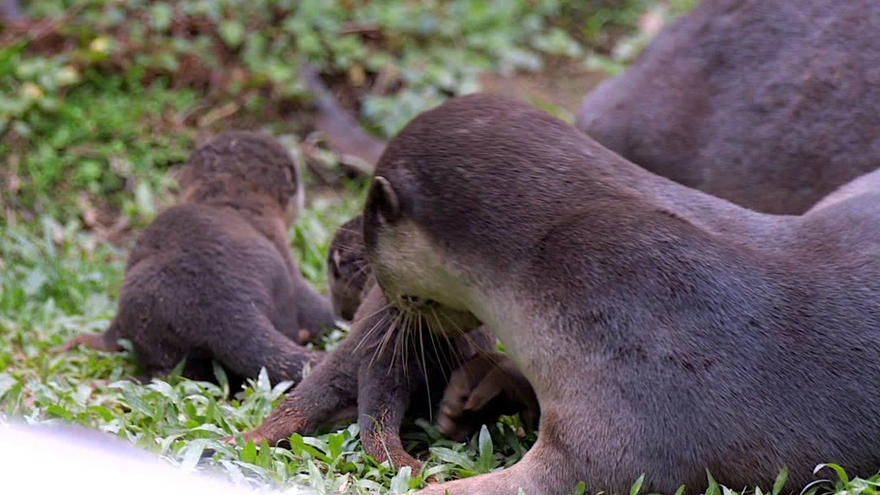 Weeks Old Baby Otters With Parents Stumbling While Walking Around - Slow Motion