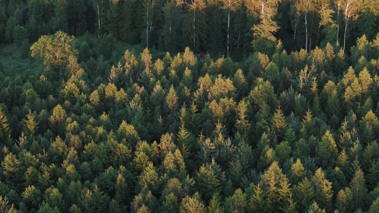 Cime di alberi di una foresta di conifere verdi al tramonto, vista aerea orbitale