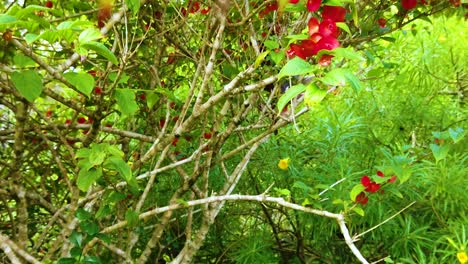 hd hawaii kauai auge en cámara lenta desde el fondo de un arbusto con algunas flores rojas pasando más flores rojas en primer plano hasta muchas flores rojas en los arbustos