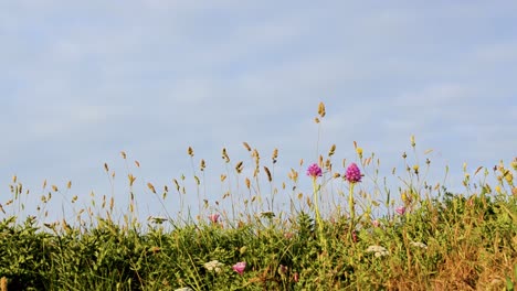 Hermosas-Flores-Pequeñas-Contra-El-Cielo-Azul-Con-Nubes,-Tiempo-De-Primavera-De-Fondo