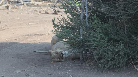 a lioness is sleeping on her back in the shade of a tree, mashatu game reserve