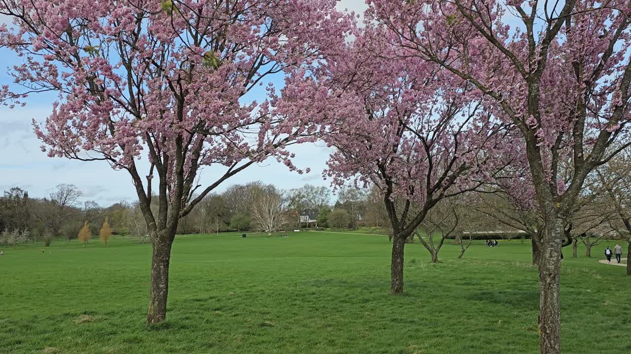 Sakura blossom in an urban park in Aarhus, Denmark