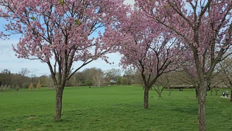 Sakura-Blüte-In-Einem-Stadtpark-In-Aarhus,-Dänemark