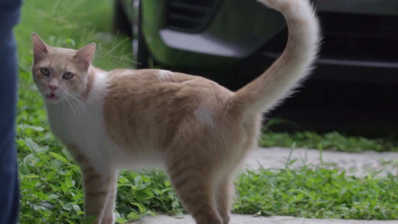 Close up of a full-body beige and white cat turning its head and looking at the camera while wagging its tail up
