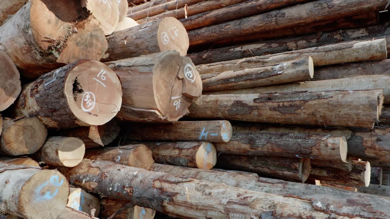 montón de madera en un sitio de tala