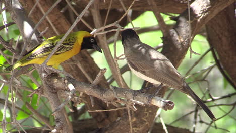 bulbul africano de ojos rojos y tejedor enmascarado del sur en la maleza, tiro medio cerrado