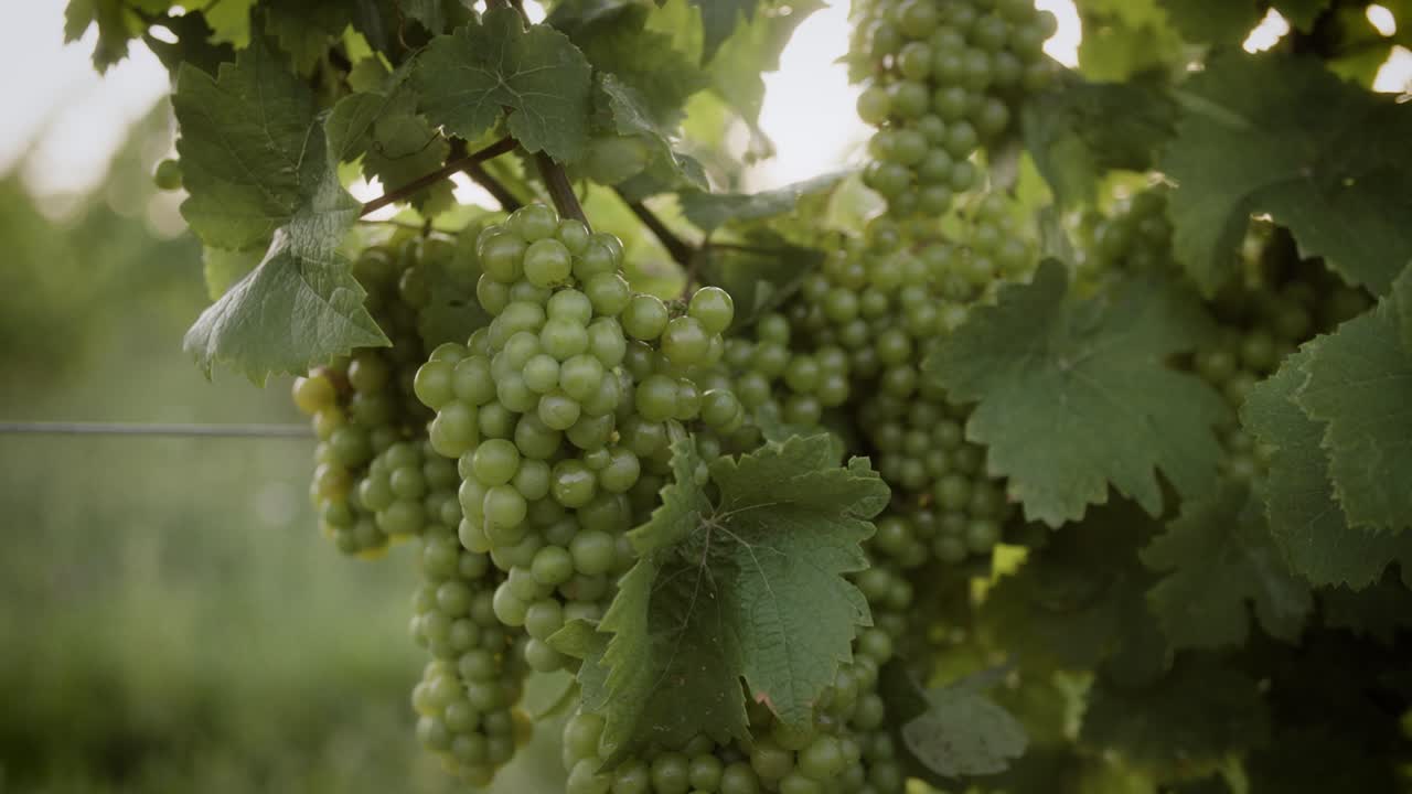 uvas en una vid filmadas durante la puesta de sol