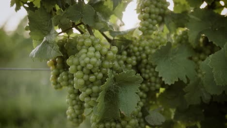 Uvas-En-Una-Vid-Filmadas-Durante-La-Puesta-De-Sol