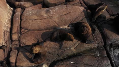 playful sea lions in cabo polonio: top view footage of dynamic wildlife