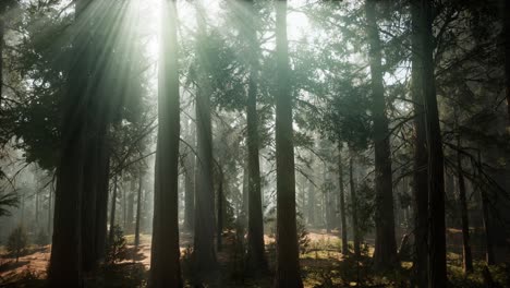 sequoia national park under the fog mist clouds