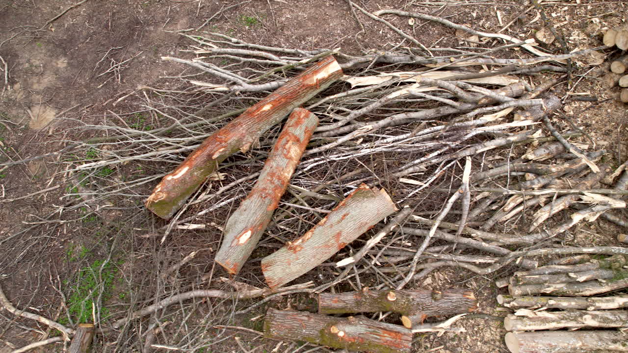 tala de tierras madereras para la industria de exportación de muebles, mazuria, polonia