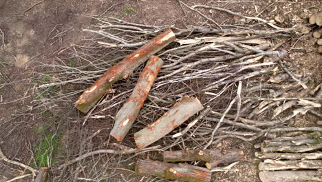 Felling of timberland for furniture export industry, Masuria, Poland