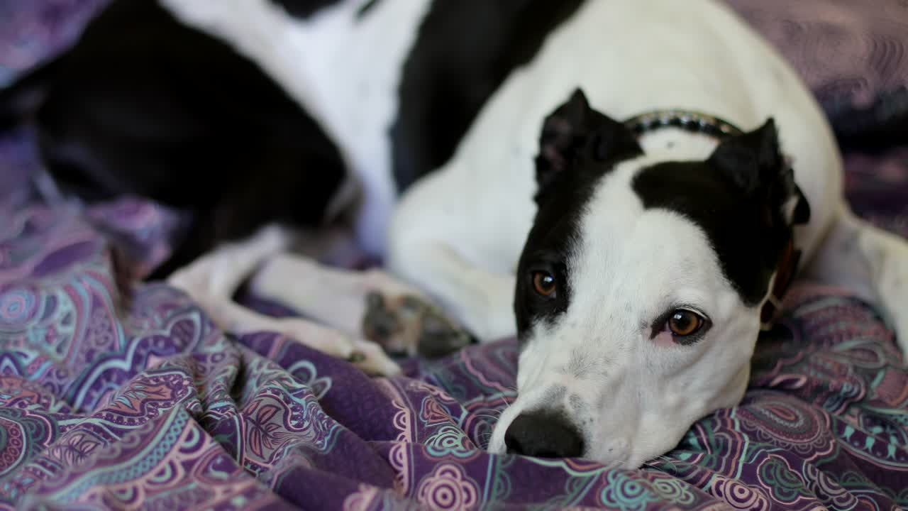 Sad looking dog lying on a bed