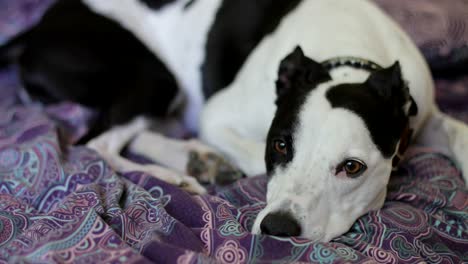 sad looking dog lying on a bed