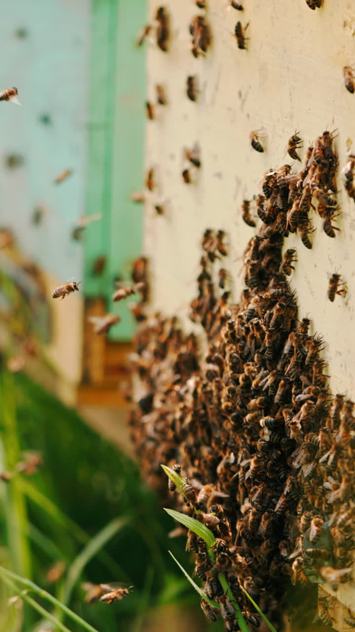 Bee brood stuck the bee hive. Lots of bees flying around the hive. Close up. Green grass at backdrop in blur. Vertical video