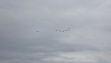 ducks taking off and flying away on an overcast day over a forest