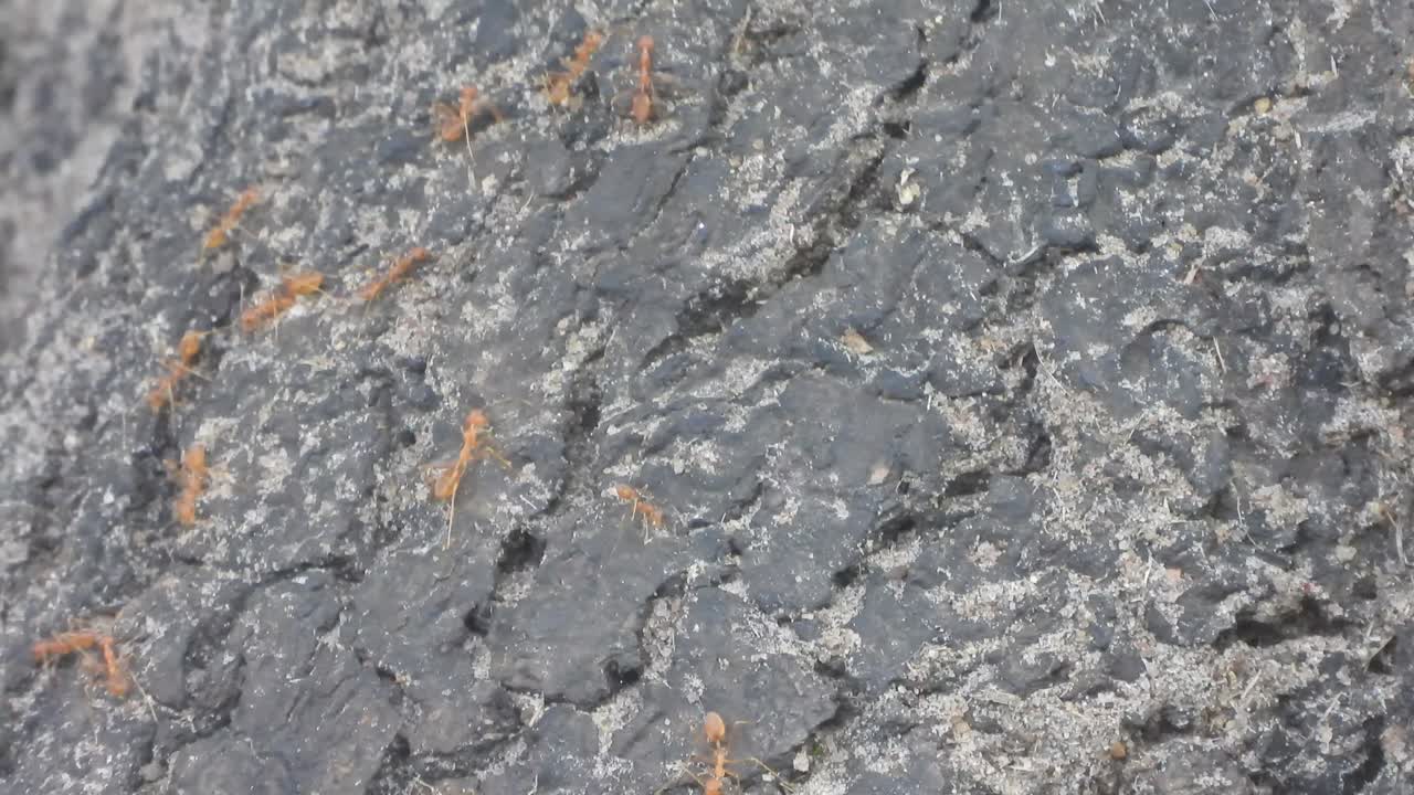 은 개미들이 한 줄을 고 있습니다.