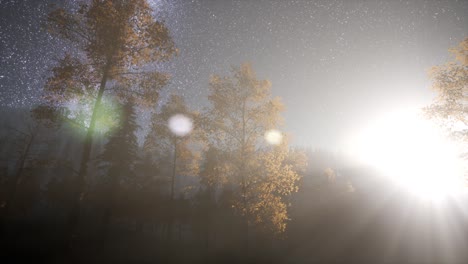 milky way stars with moonlight above pine trees forest