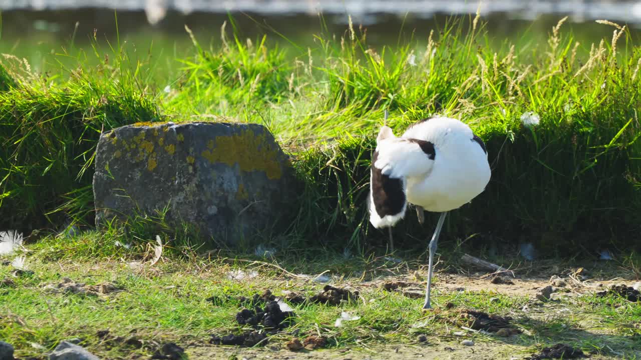 깃털을 손질하는 흑백 avocet 새
