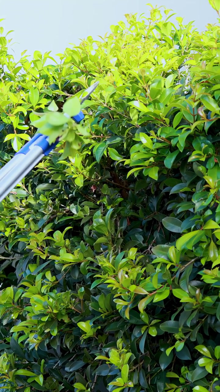 A person uses long-handled pruning shears to trim a dense green bush in bright natural daylight, with steady camera framing and vibrant foliage