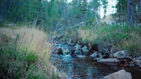 Hildremsvatnet,-Trondelag,-Noruega---Un-Arroyo-Puro-Corre-Por-El-Centro-Del-Bosque---De-Cerca