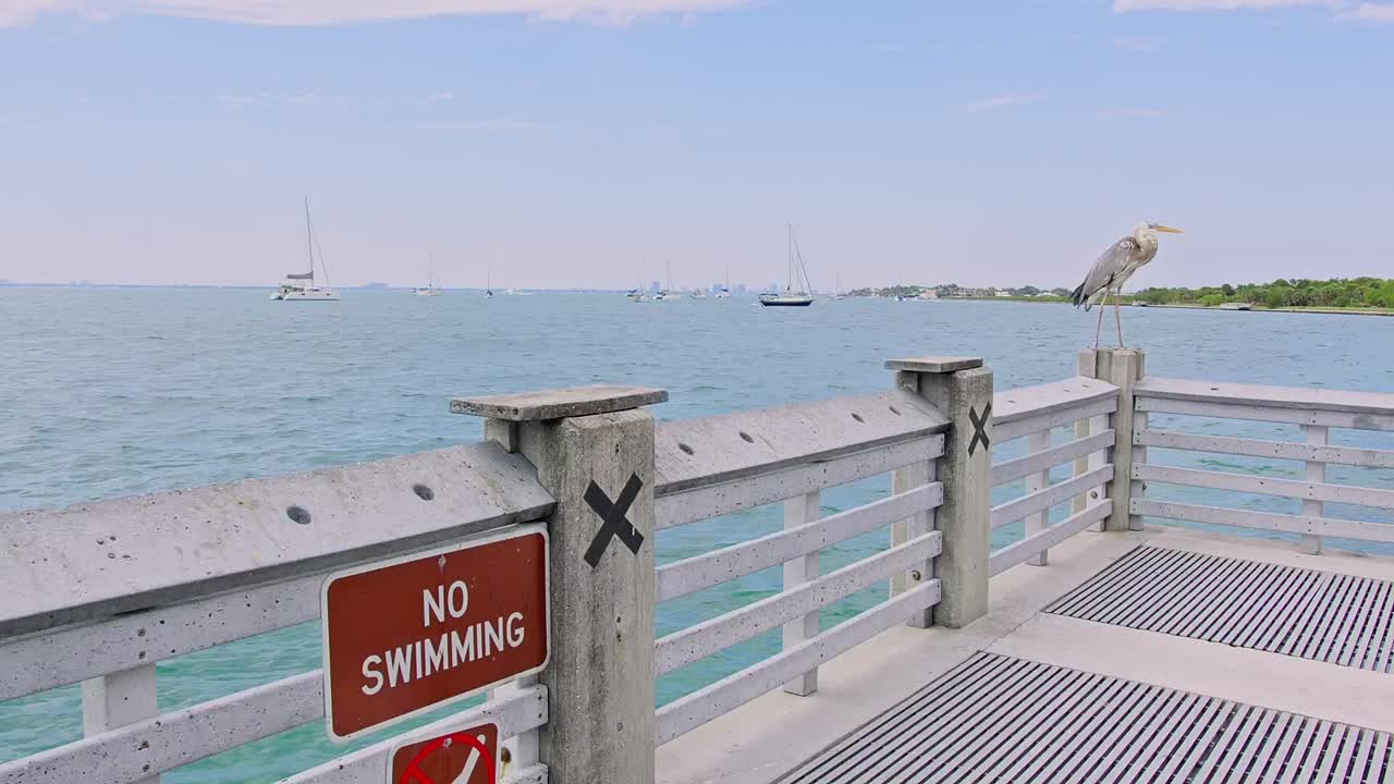 플로리다 키 비스케인 (florida key biscayne) 에서 빛 아래에서 휴식을 취하고 있는 펠리칸