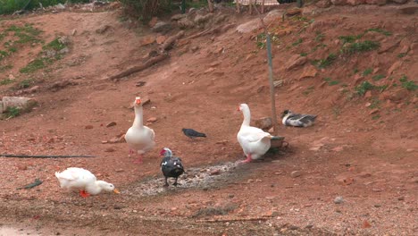 ducks and pigeons together on sea bank