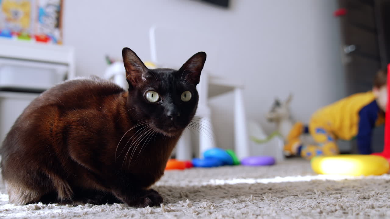 Lovely yellow-eyed black cat sitting peacefully on the floor. Little kid approaches the pet and touches it. Close up. Blurred backdrop.