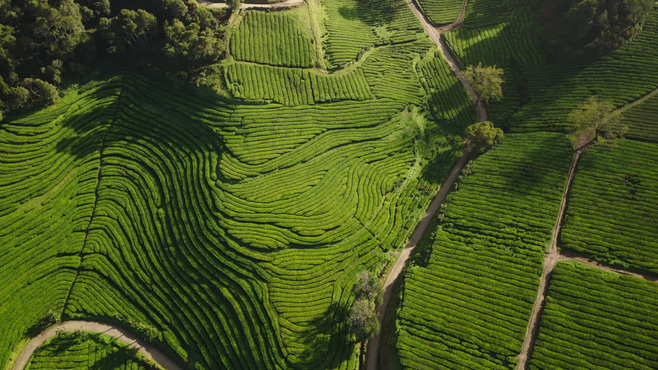 Vista aerea di un paesaggio lussureggiante di piantagioni di tè