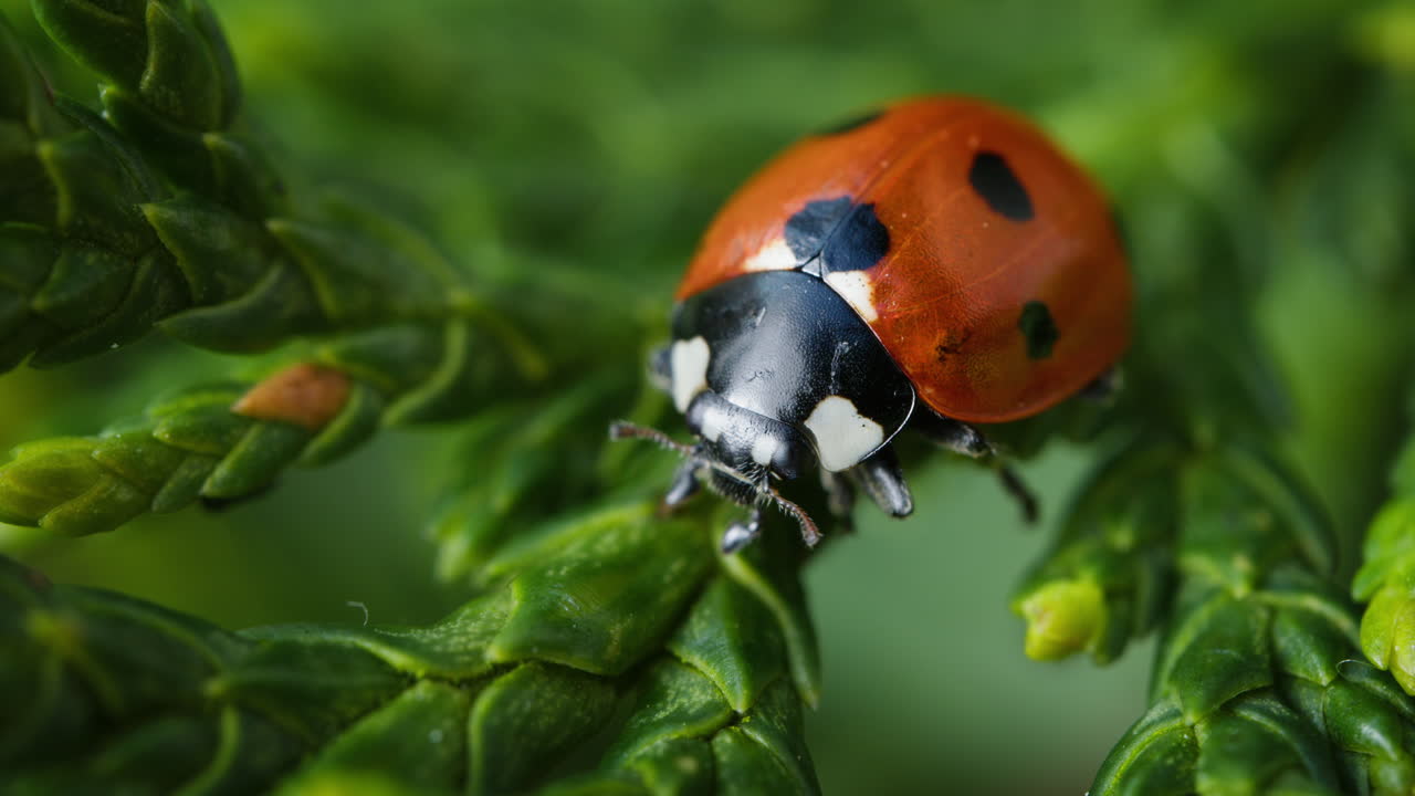 Seven-spot ladybird on leaf, macro in nature. Coccinella septempunctata, common ladybug. Bug; animal; wildlife; insect.