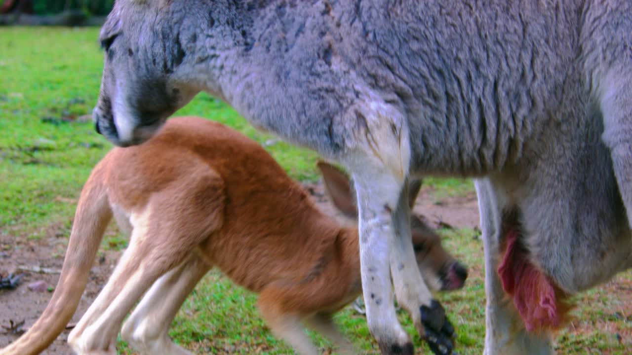 Mother Kangaroo and Joey