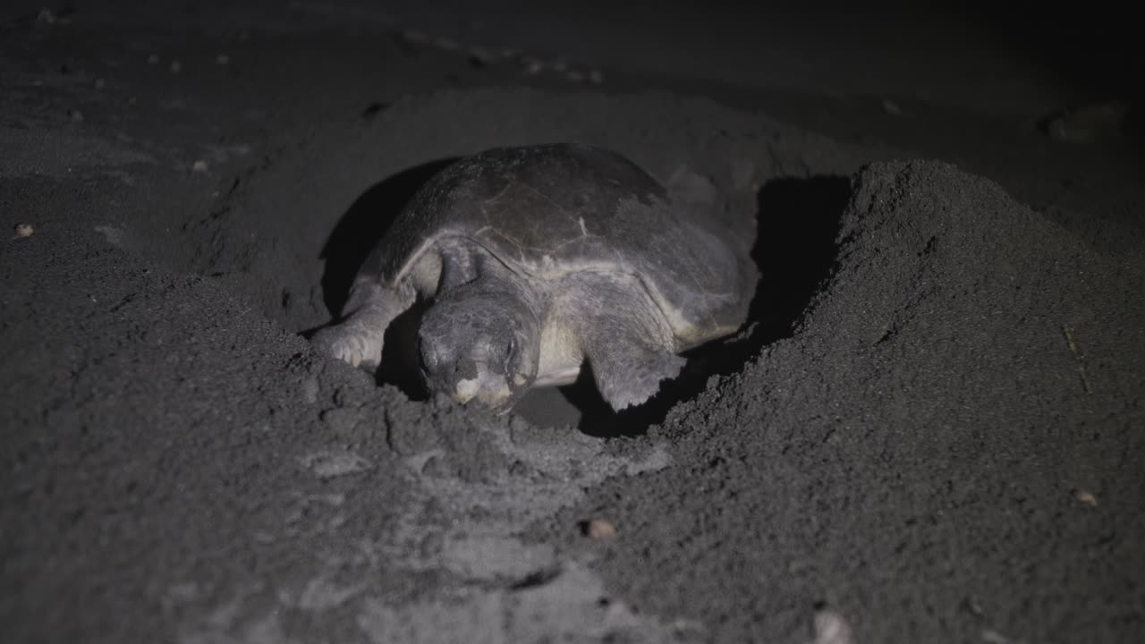 морская черепаха olive ridley копает дыру на темном песчаном пляже, чтобы отложить яйца.