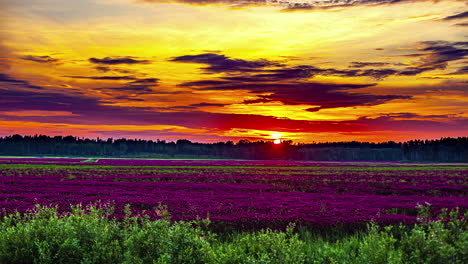 un campo de trifolium incarnatum bajo una brillante y soñadora puesta de sol, un lapso de tiempo mágico pero natural.
