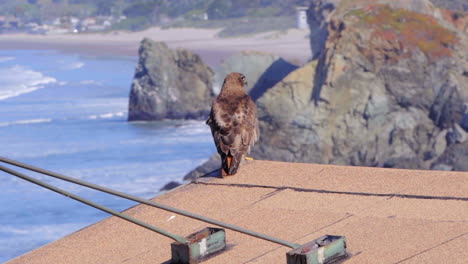 Ein-Wunderschöner-Rotschwanzbussard,-Der-An-Einem-Schönen-Sonnigen-Tag-In-Kalifornien-Auf-Einem-Dach-Ruht