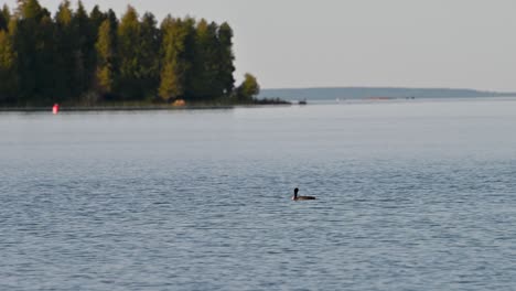 Cormorant-bird-swimming-in-lake,-golden-hour,-Michigan