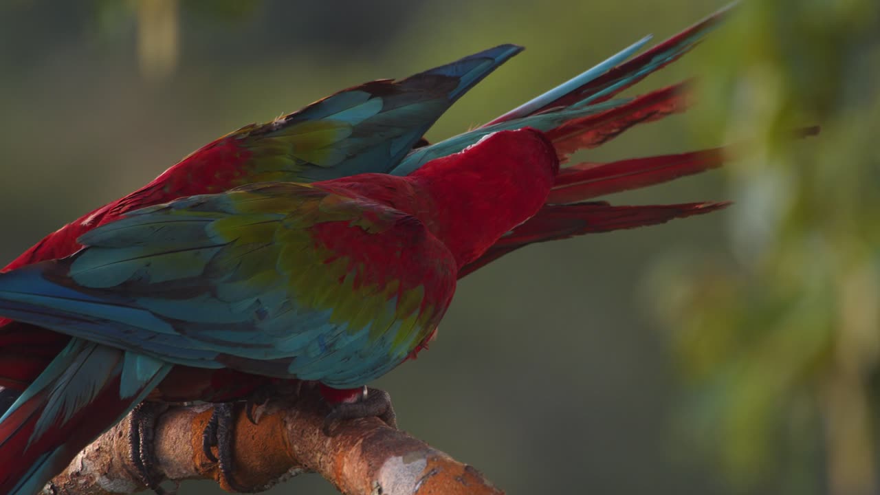 Romantic Green-Winged Macaws share a tender moment on a jungle branch, glowing in Peru’s golden light.