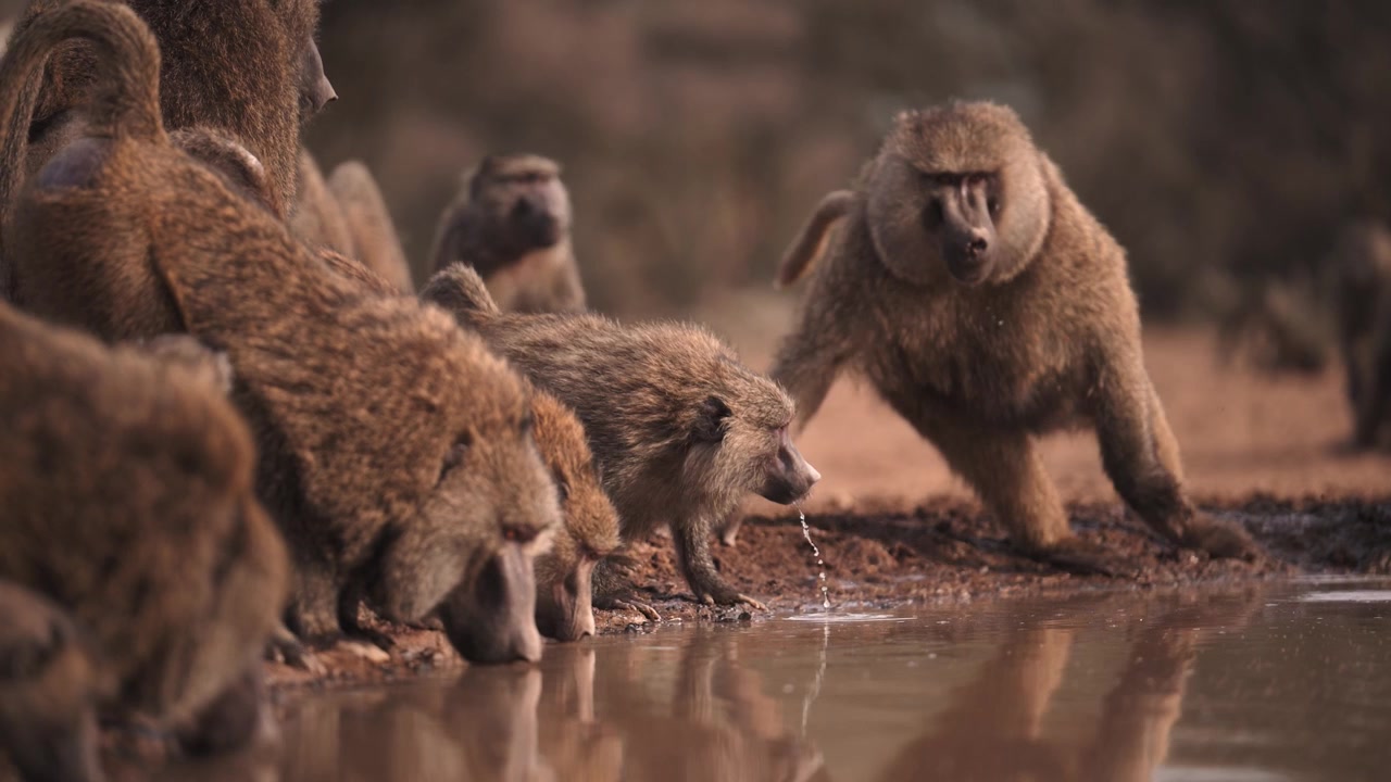 Filmatisk saktefilm av en flokk bavianer som drikker ved et vannhull i Kenya, en gruppe safari-dyr i Afrika som drikker ved et vannhull, afrikansk dyreliv og natur.