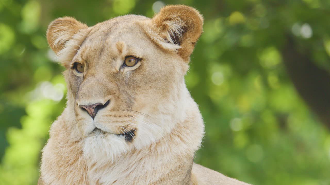 A lioness calmly surveys her environment, head turning slightly, in bright natural daylight with a blurred green forest background and steady camera framing