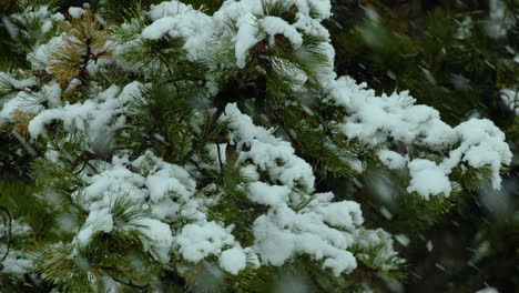 在缅因州一个冬天的白松常青树上和周围的海<unk>上下雪