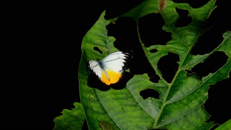 flapping it wings gently, the orange gull cepora judith, is on top of a leaf filled with holes, inside khaeng krachan national park in thailand