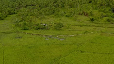 Vista-Panorámica-De-Los-Campos-De-Arroz-Con-Panorámica-Hacia-El-Paisaje-Montañoso