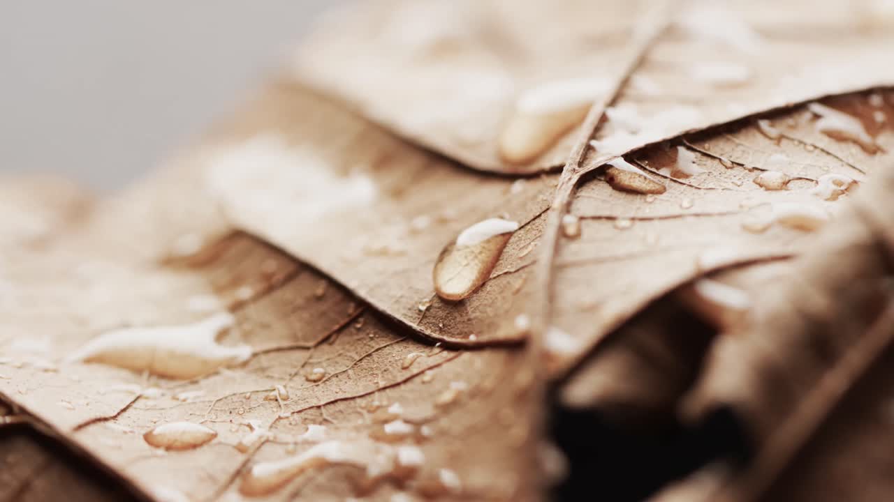 micro vídeo de primer plano de hojas de otoño y gotas de agua con espacio de copia