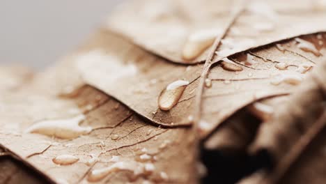 Micro-video-of-close-up-of-autumn-leaves-and-water-drops-with-copy-space