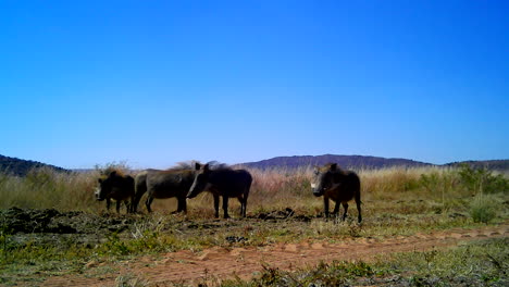 comical warthog family caught on camera trap cautious around foreign object