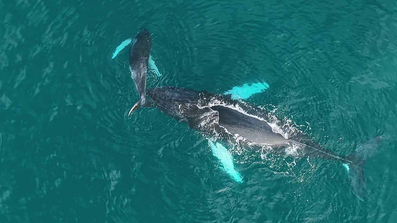 Aerial footage showing a peaceful moment as a whale mother and her calf rest motionless in the calm blue ocean, the calf’s tail gently positioned near the mother’s head in quiet connection