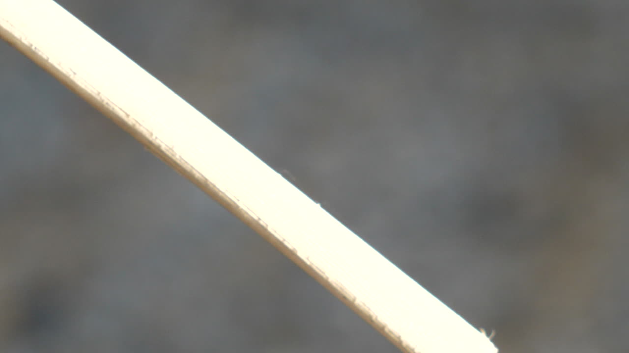 매크로에서 빨대에서 멀리 날아가는 오도나타 곤충